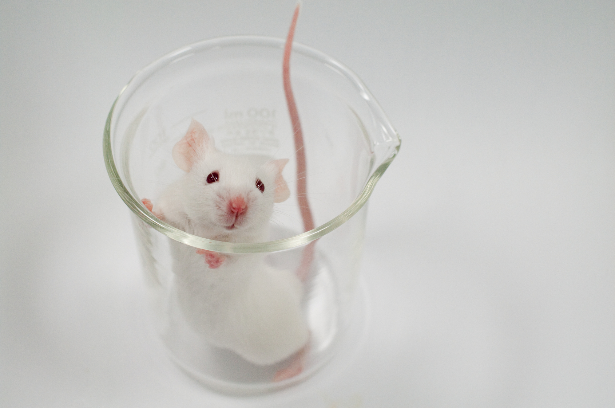 ビーカーに入った実験用マウス